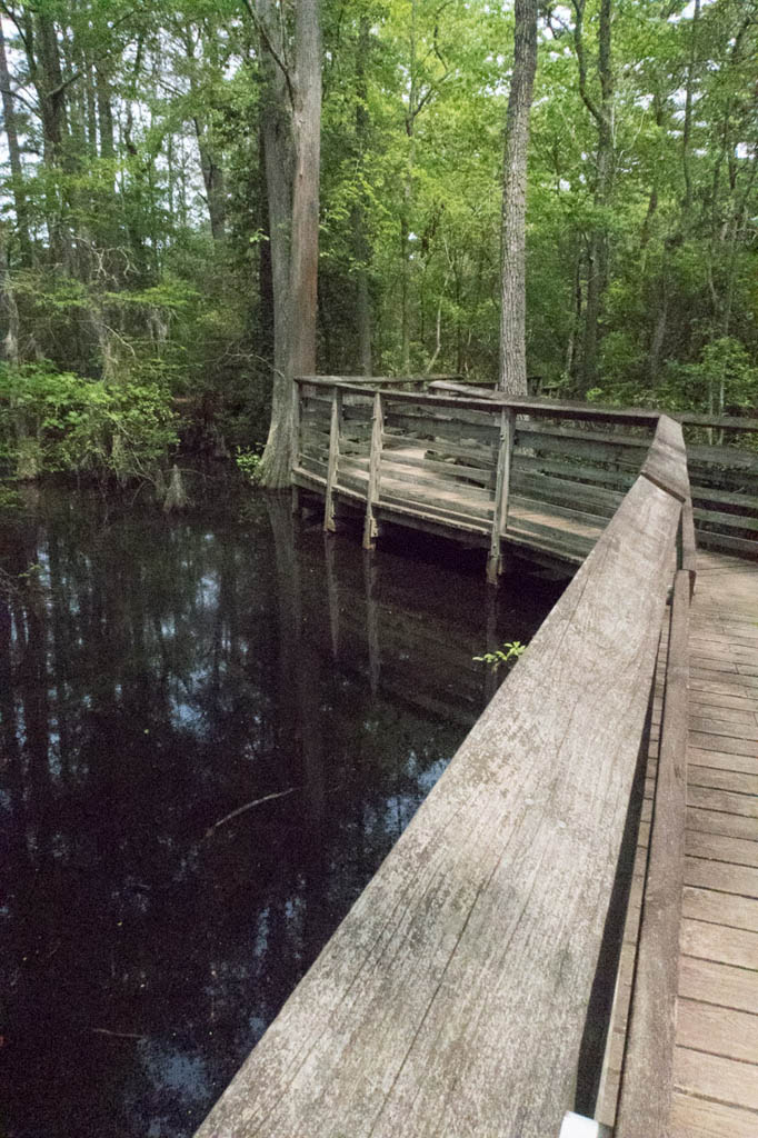 Bald Cypress trail