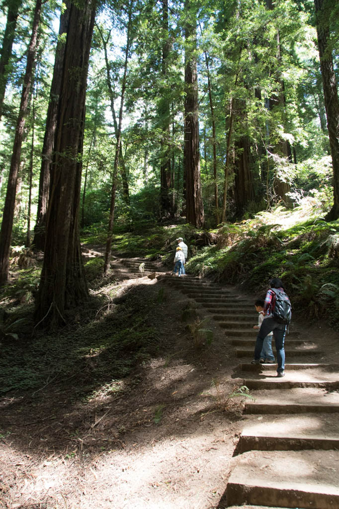 Trail steps at Muir Woods