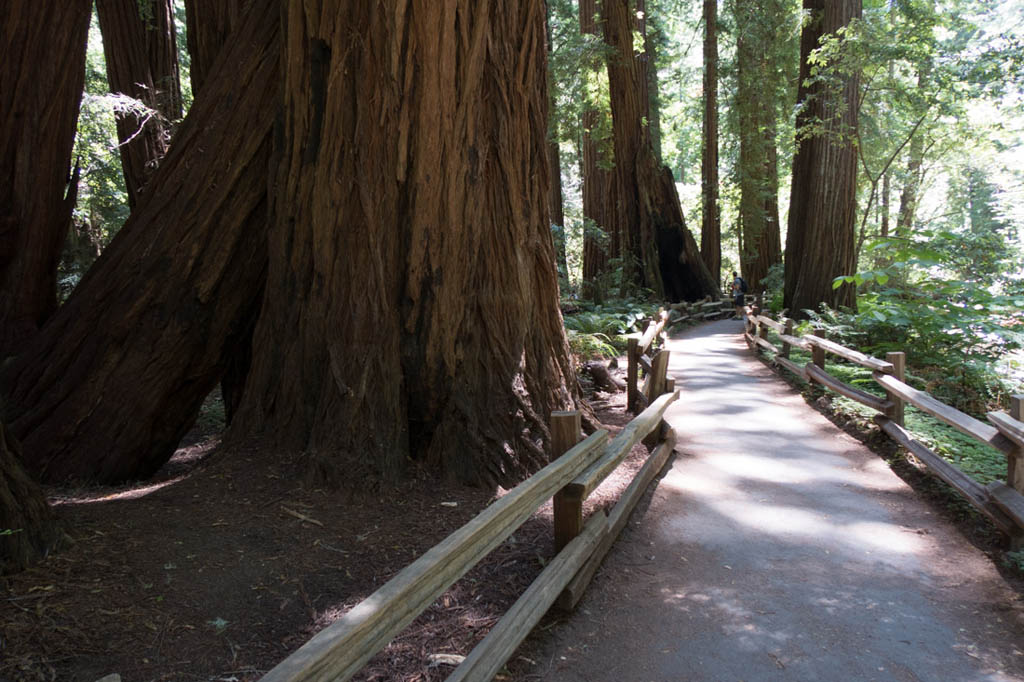 Muir Woods Redwoods