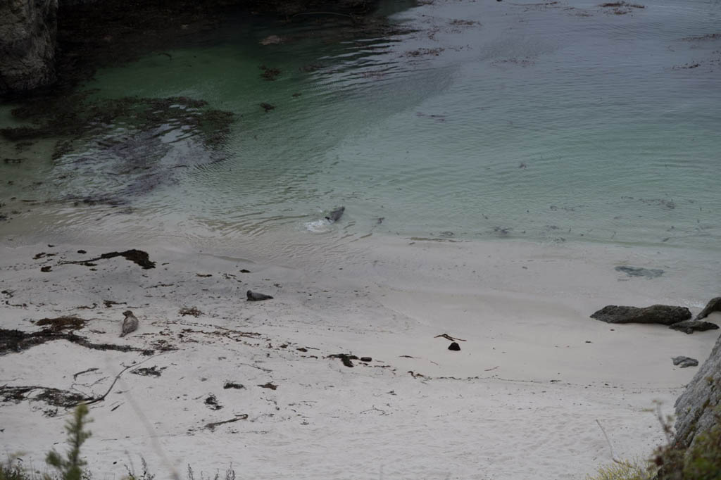 Otters on China Beach | Point Lobos State Reserve