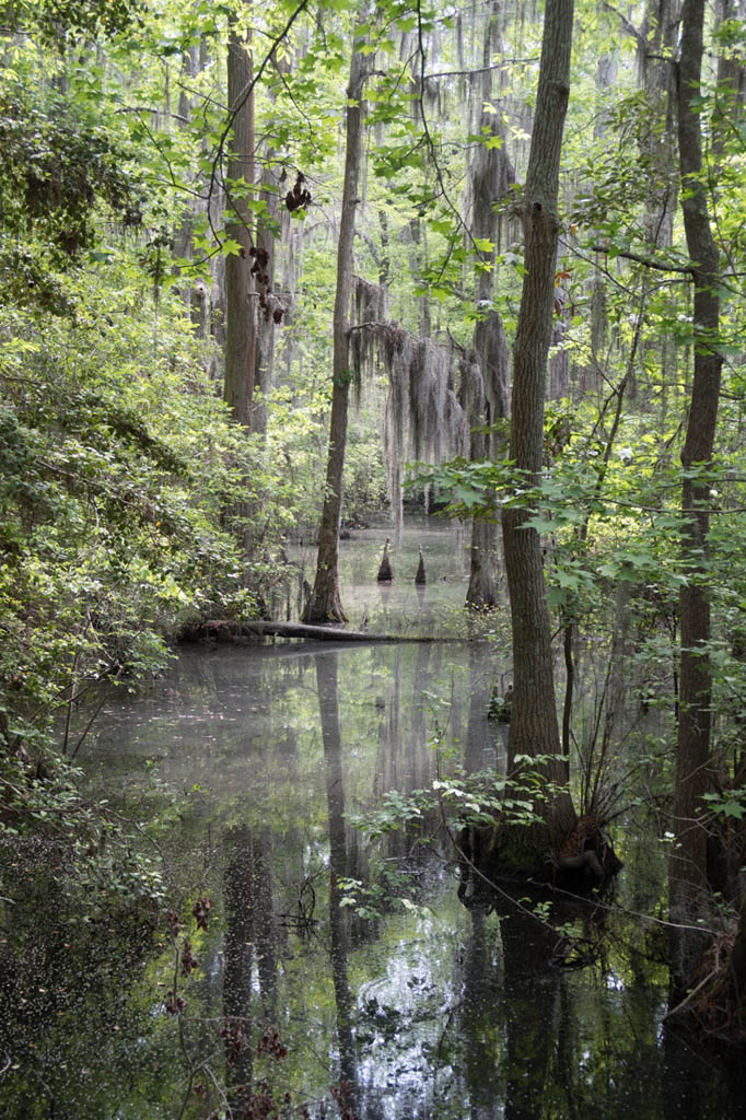 Bald Cypress trail