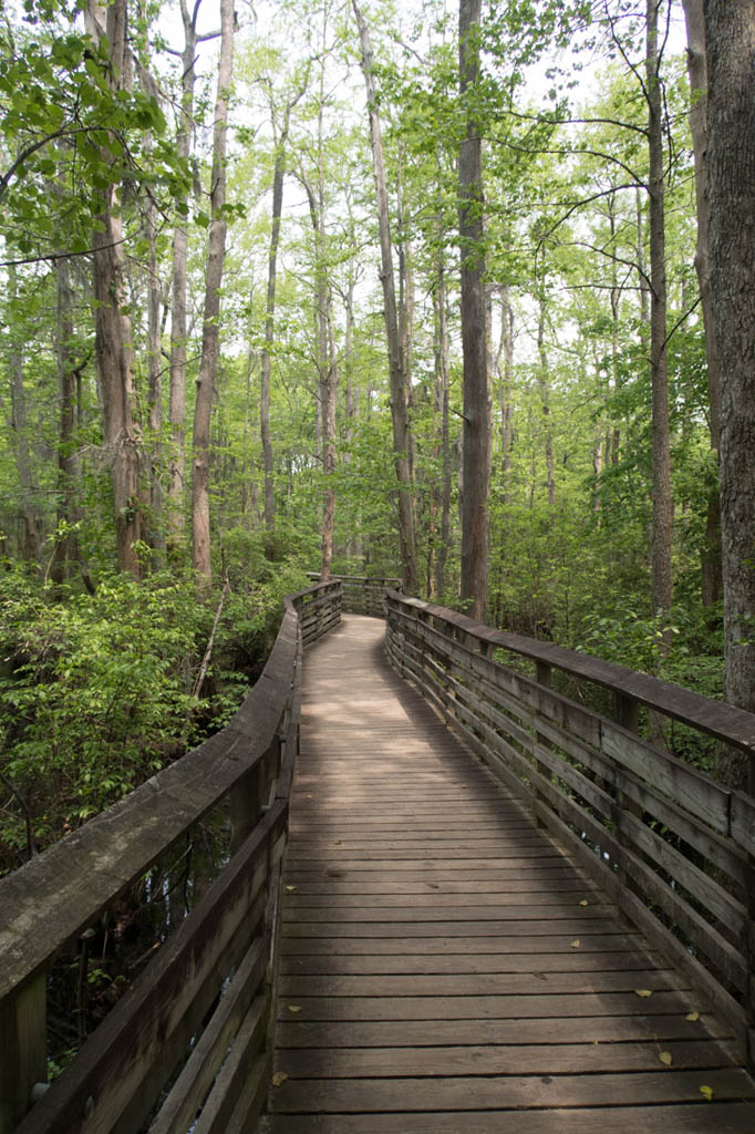 Bald Cypress trail