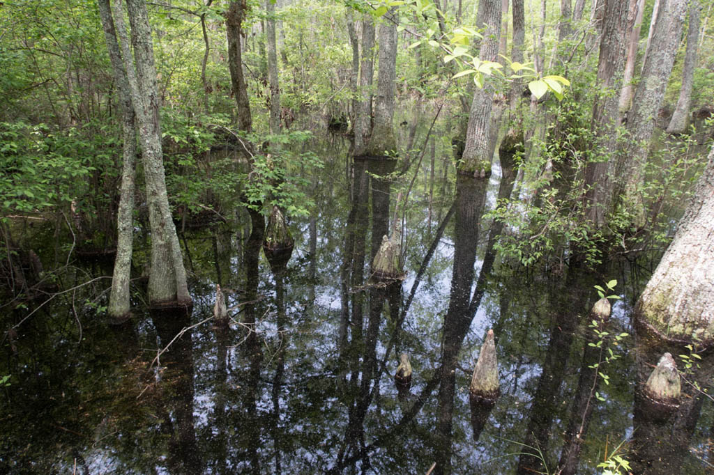 Bald Cypress trail