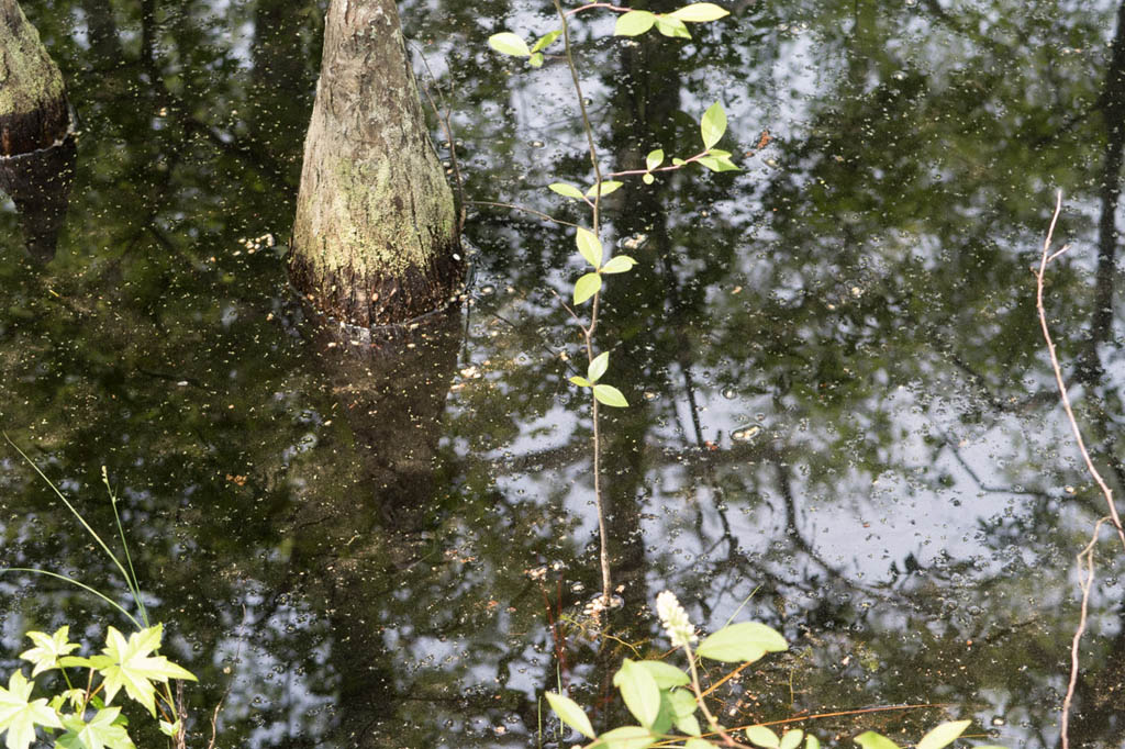 Bald Cypress trail | Virginia outdoors