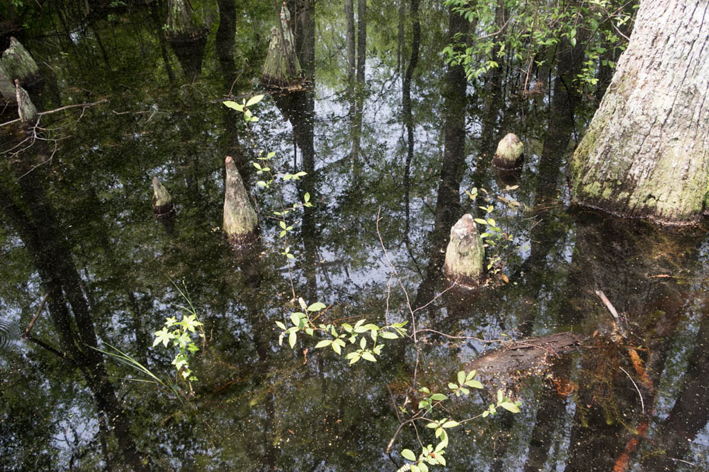 Bald Cypress Trail