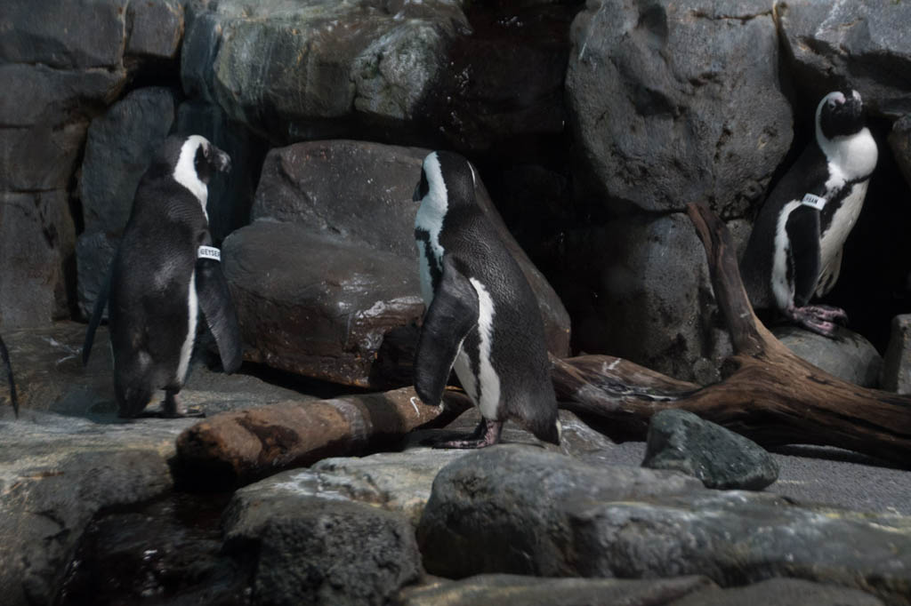 Penguins at the Aquarium