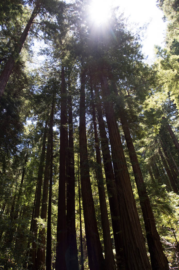 Muir Woods