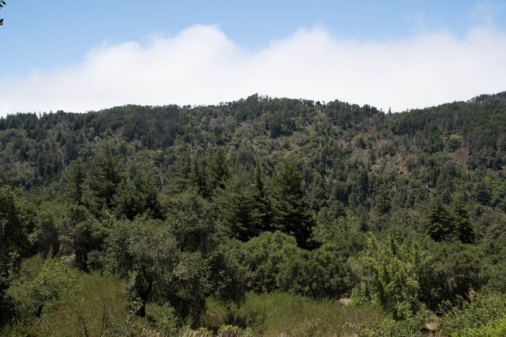 Trail hikes at Pfeiffer Big Sur State Park