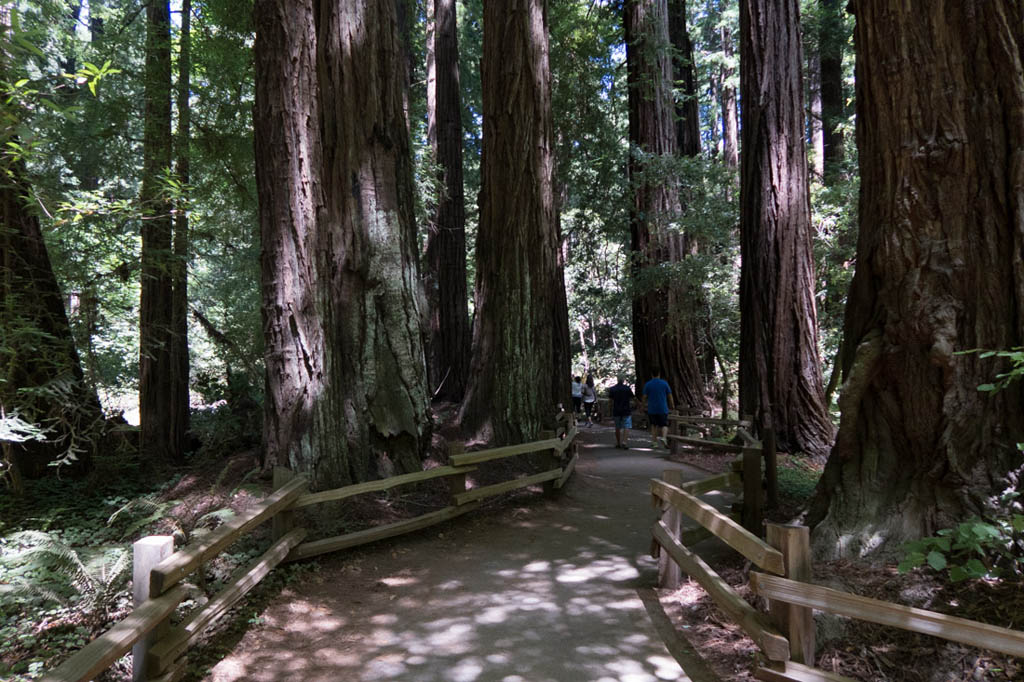 Muir Woods