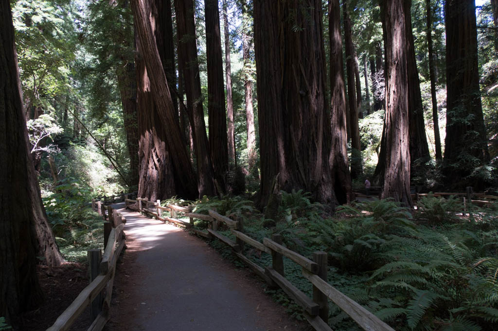 Muir Woods