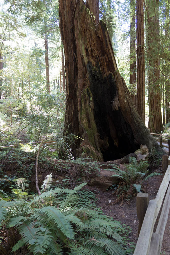 Muir Woods