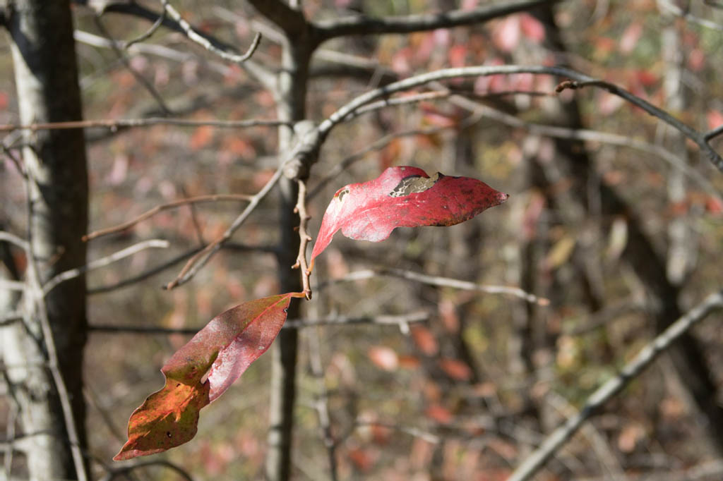 Fall leaf color at Ohiopyle State Park