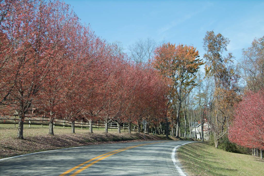 Autumn Trees near Kentuck Knob
