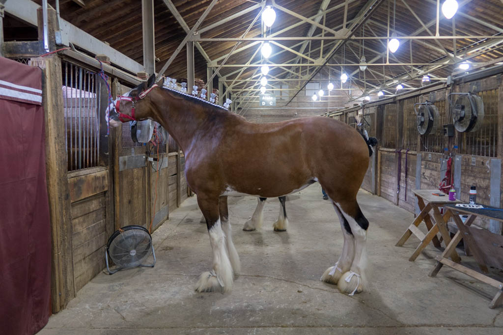 Horse at Iowa State Fair