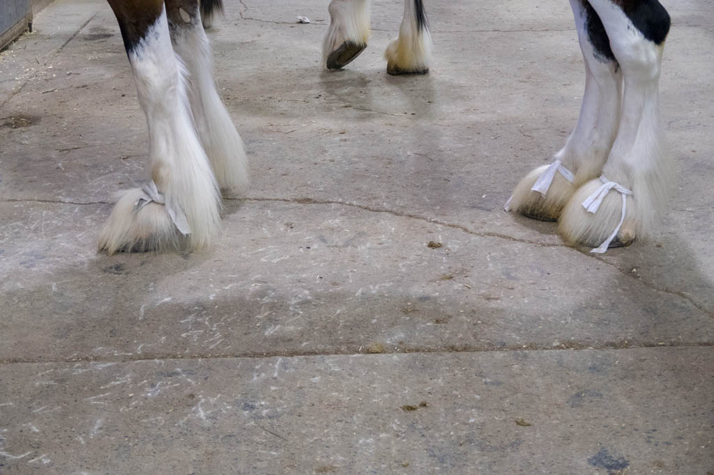 Bows on horse hooves