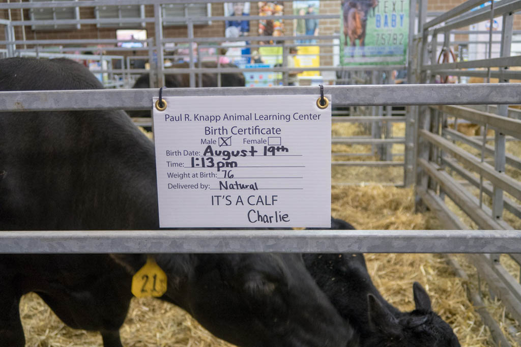Sign describing calf’s birthday at Iowa State Fair