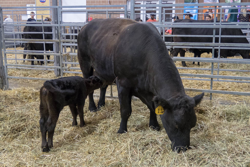 Cow and Calf at Aminal Learning Center at Iowa State Fair