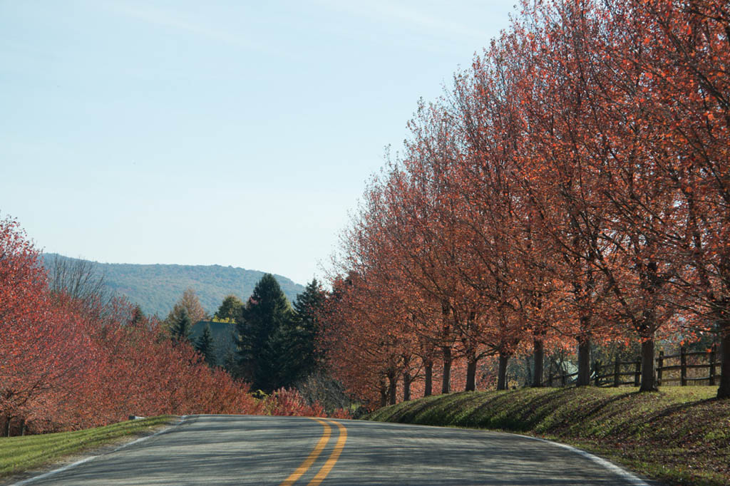 Autumn Trees near Kentuck Knob