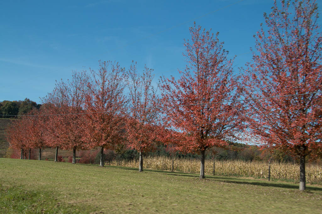 Autumn Trees near Kentuck Knob