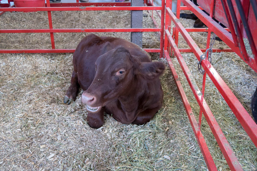 Is this cow smiling