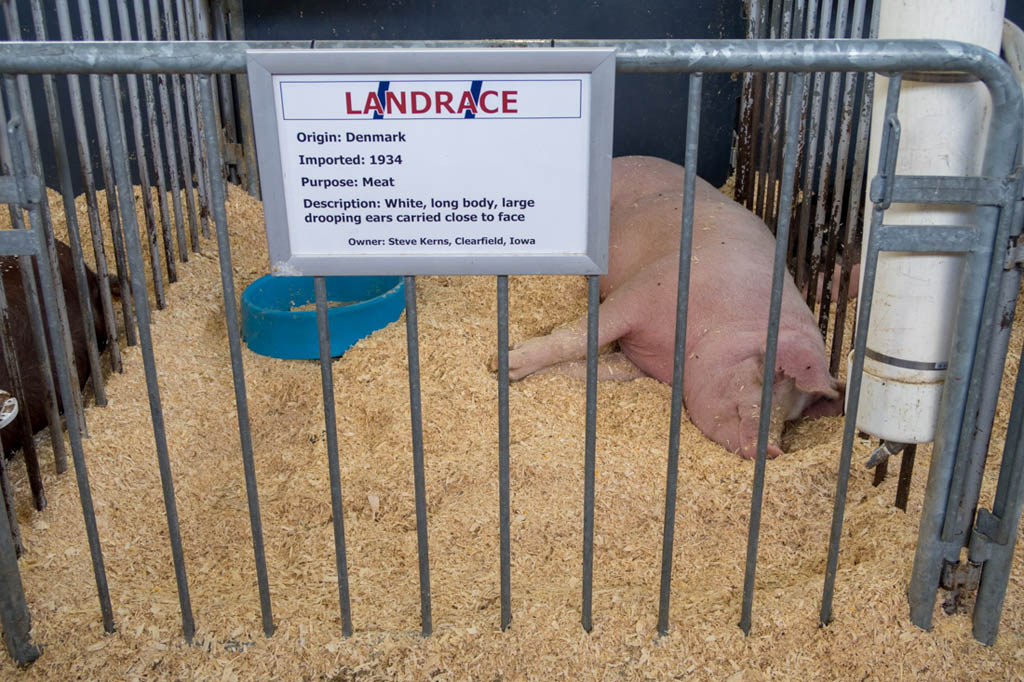 Pigs at swine barn | Iowa State Fair