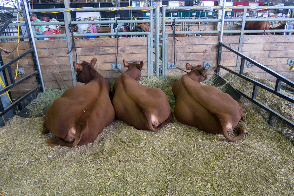 Cattle Barn at Iowa State Fair