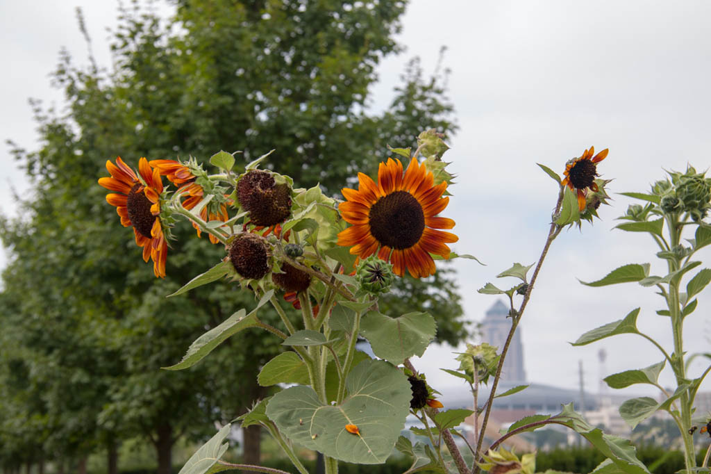 Outdoor botanical garden space