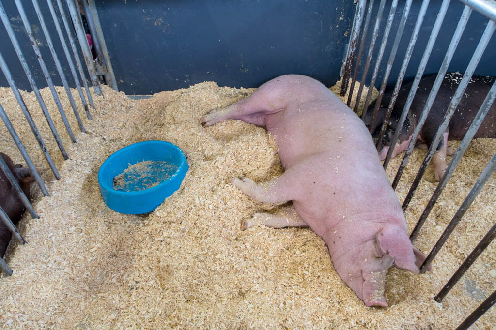Pigs at swine barn | Iowa State Fair