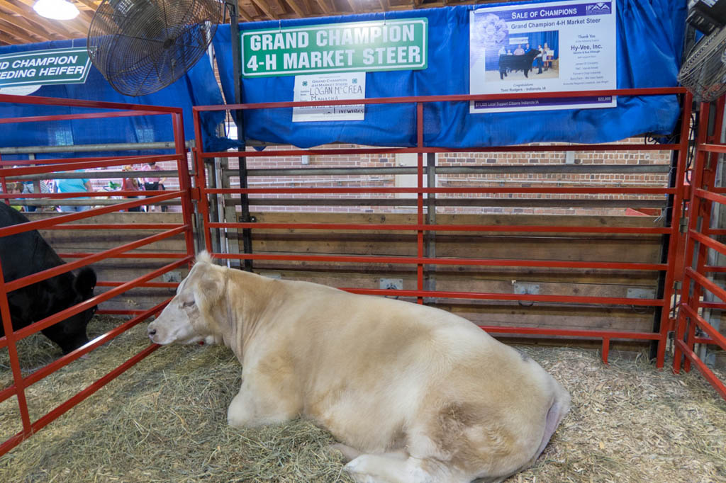 Cattle Barn at Iowa State Fair