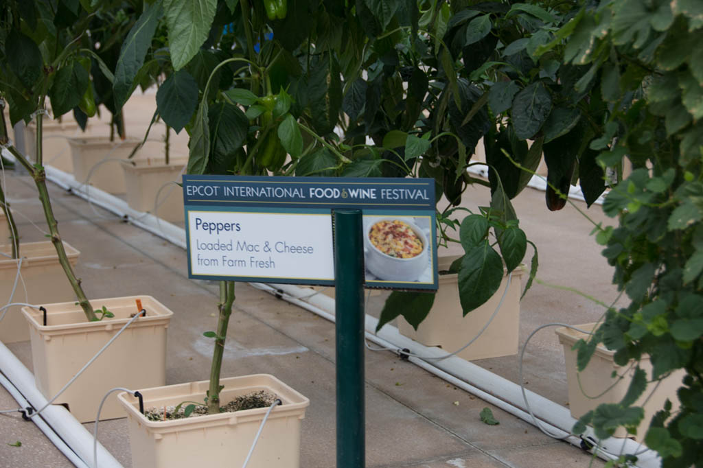 Peppers being grown at Living with the Land