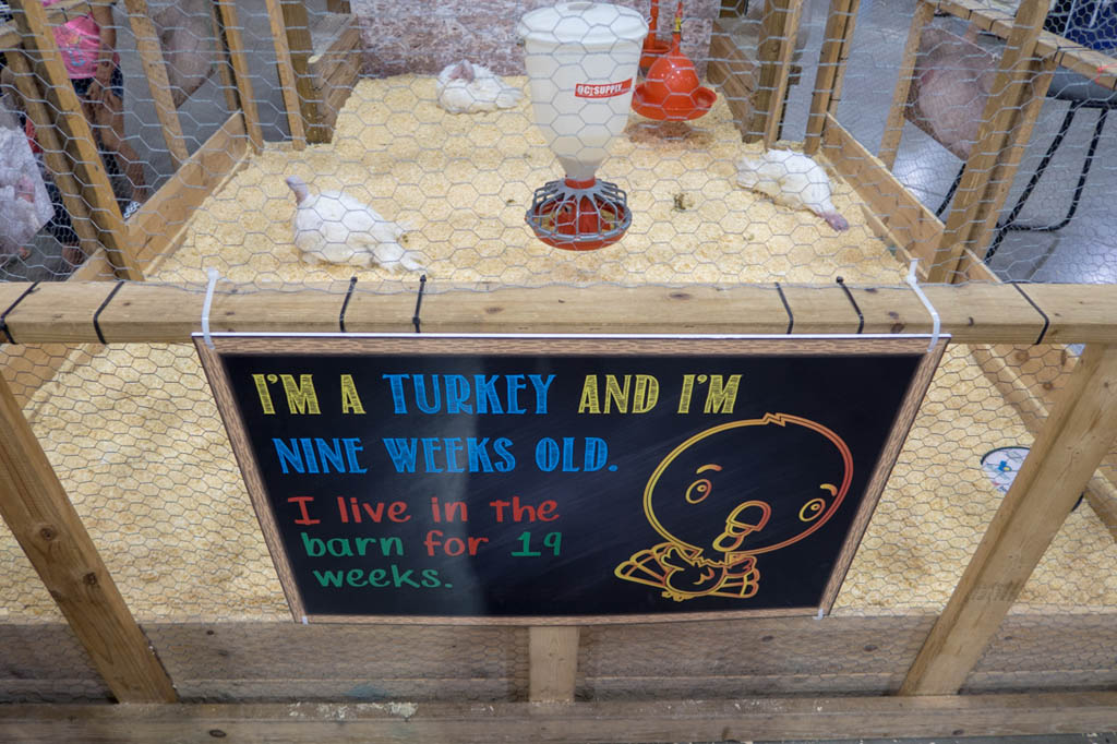 Sign describing baby turkey at Iowa State Fair