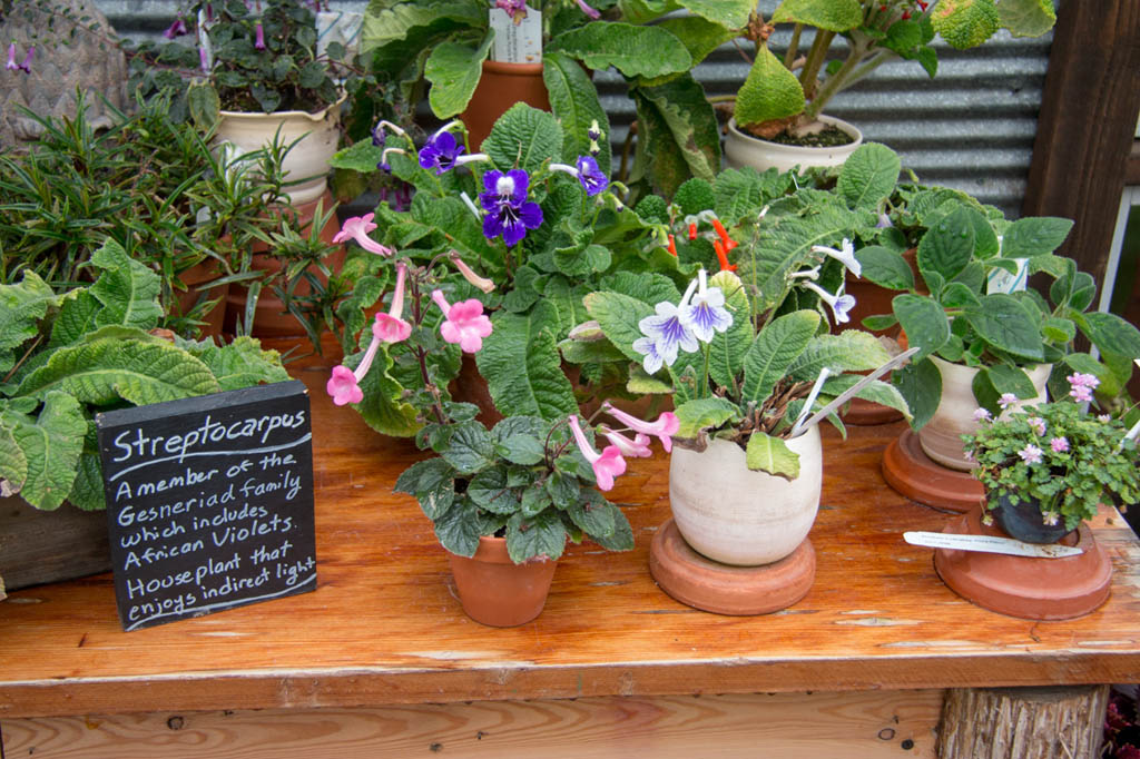 Potted flowers at the Gardener’s Show House area