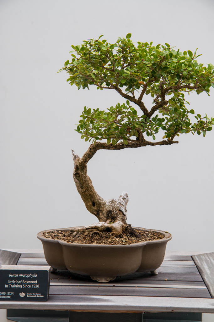 Bonsai Plants