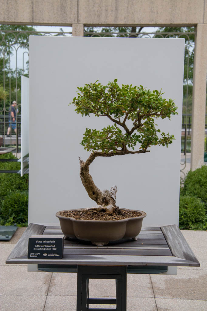 Bonsai Plants