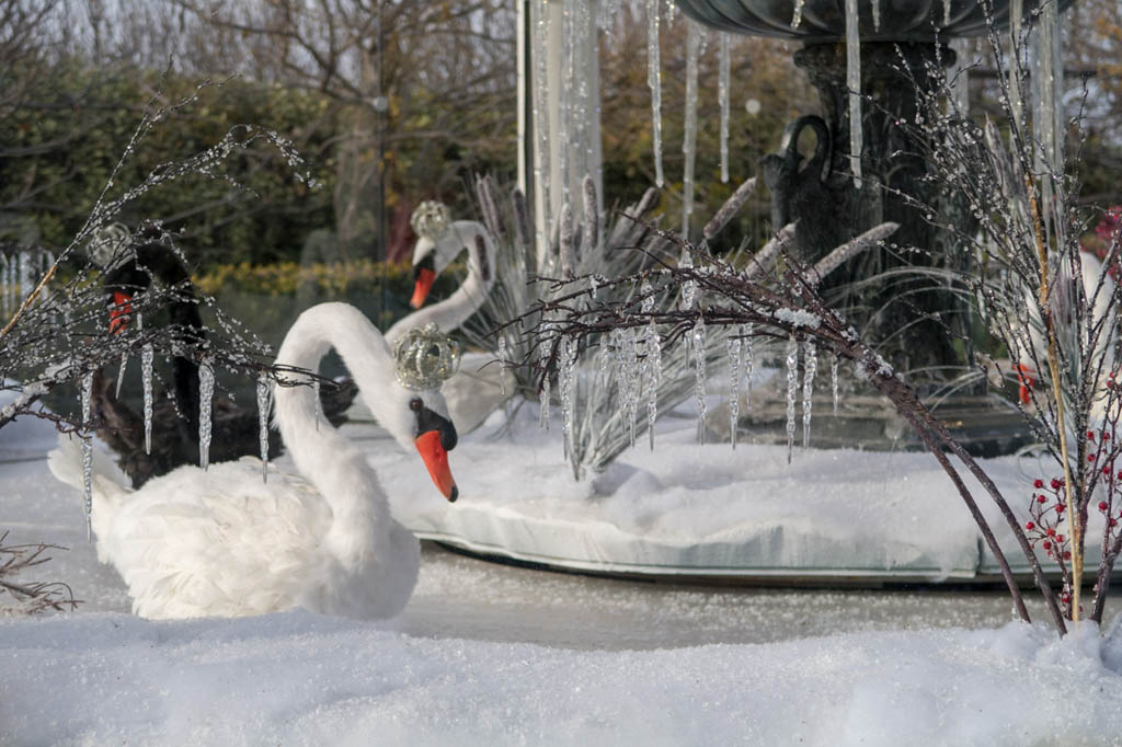 7 Swans a Swimming Gazebo at Dallas Arboretum