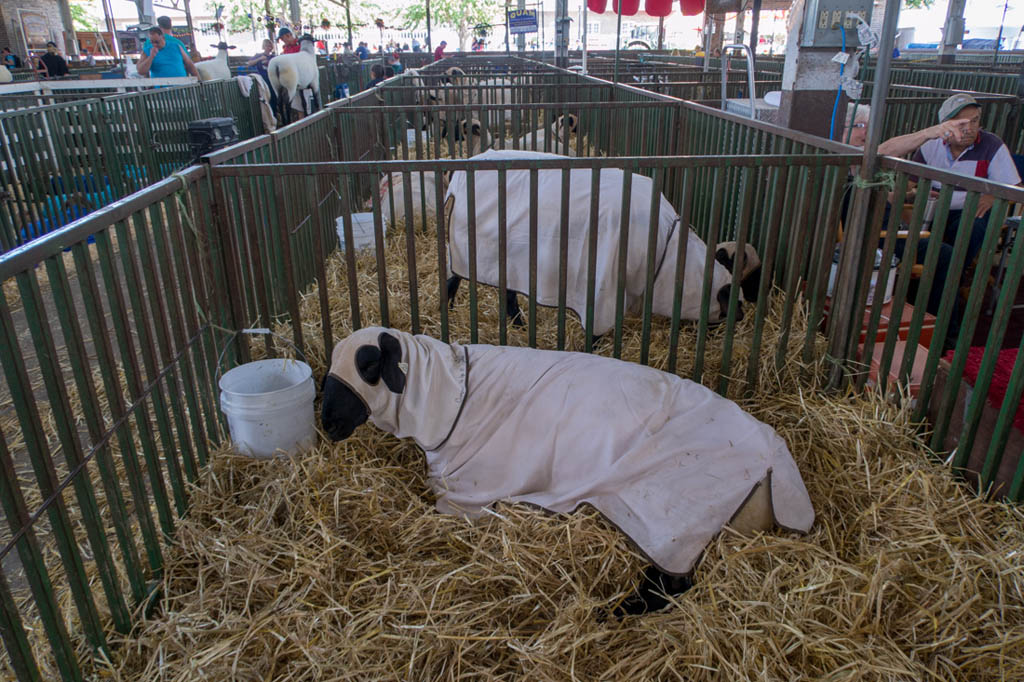 Sheep wearing jackets at Iowa State Fair
