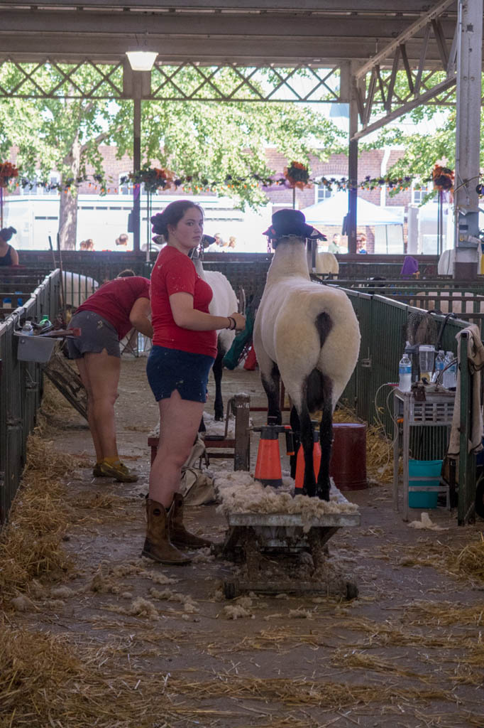 Sheep Shearing