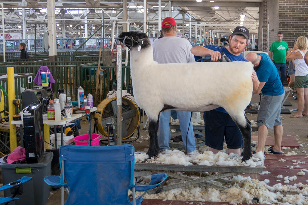 Sheep shearing competition at Iowa State Fair