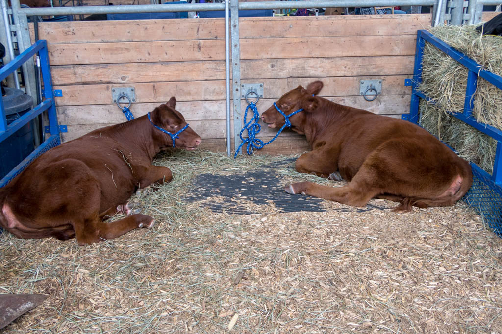 Cattle Barn at Iowa State Fair