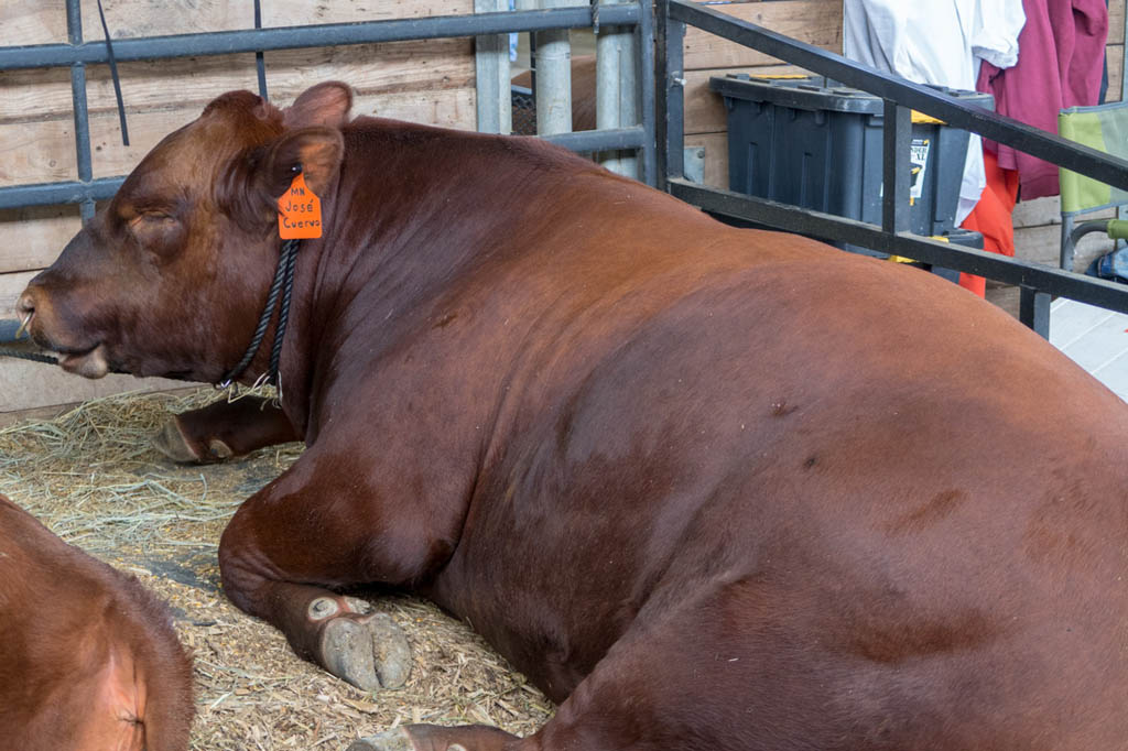 Cattle Barn at Iowa State Fair