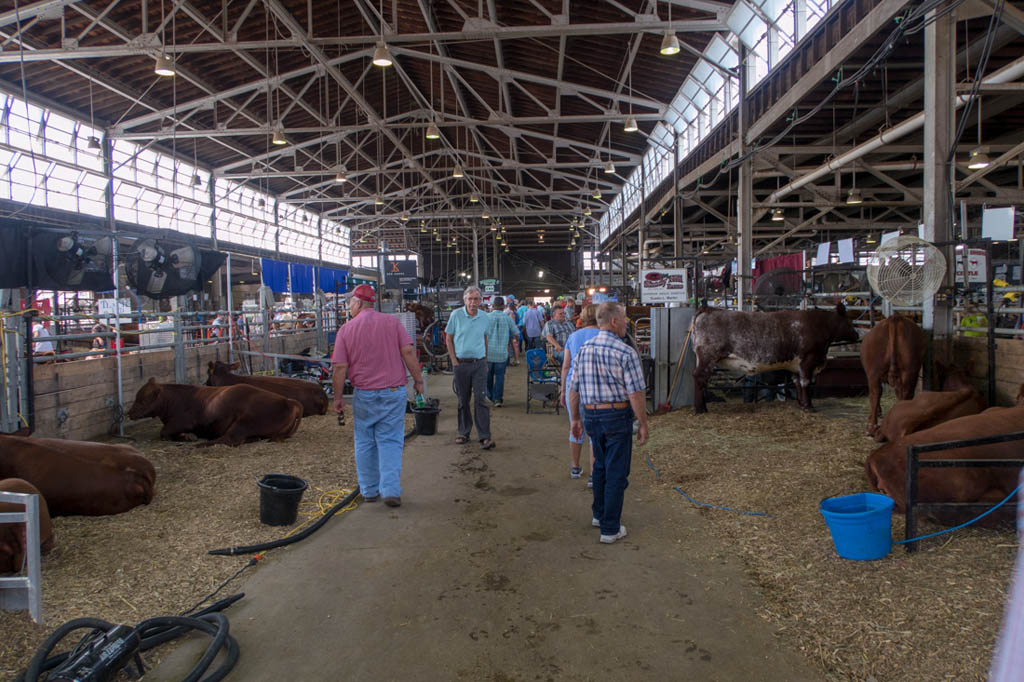 Cattle Barn at Iowa State Fair