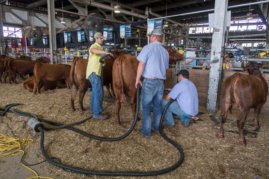 Cows being cleaned