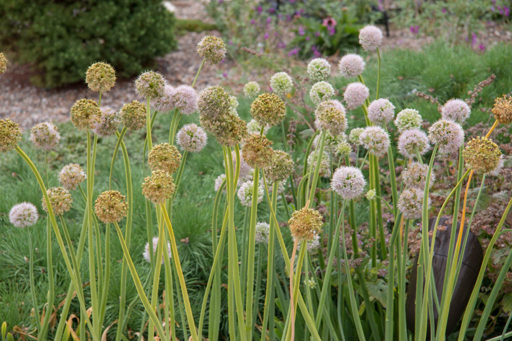 Outdoor botanical garden space