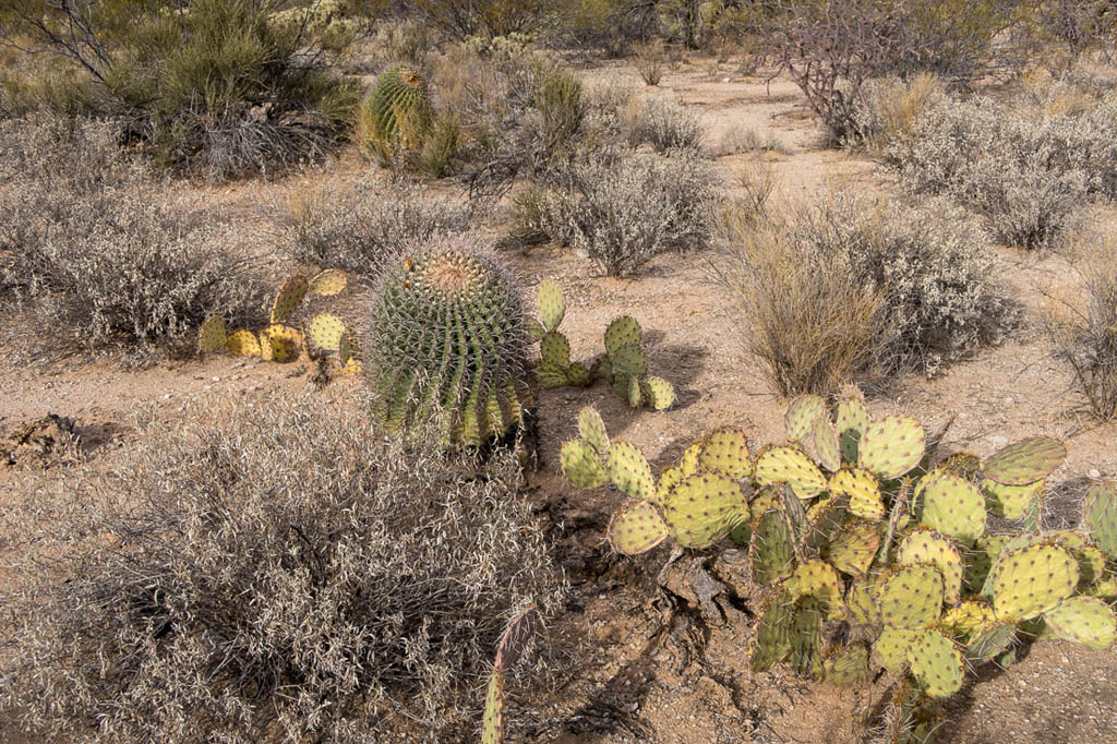 Easy walking trail in Sabino Canyon