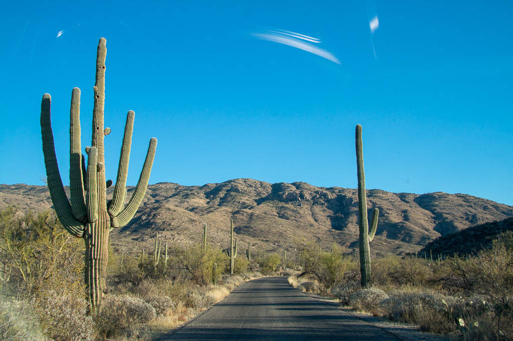 Scenic Cactus Drive in Tucson Arizona