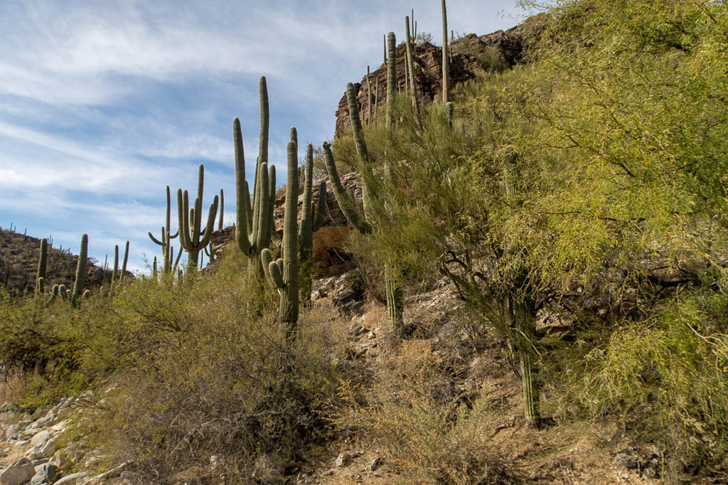 Inside Sabino Canyon