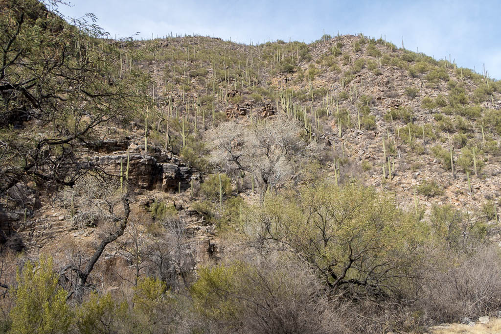 Inside Sabino Canyon