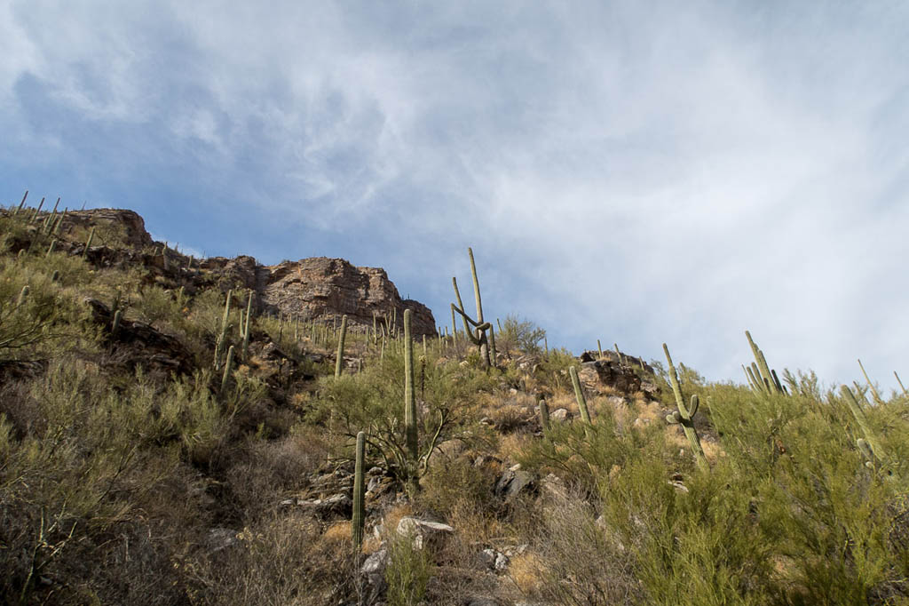 Inside Sabino Canyon in Tucson Arizona