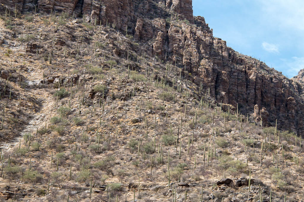 Inside Sabino Canyon in Tucson Arizona