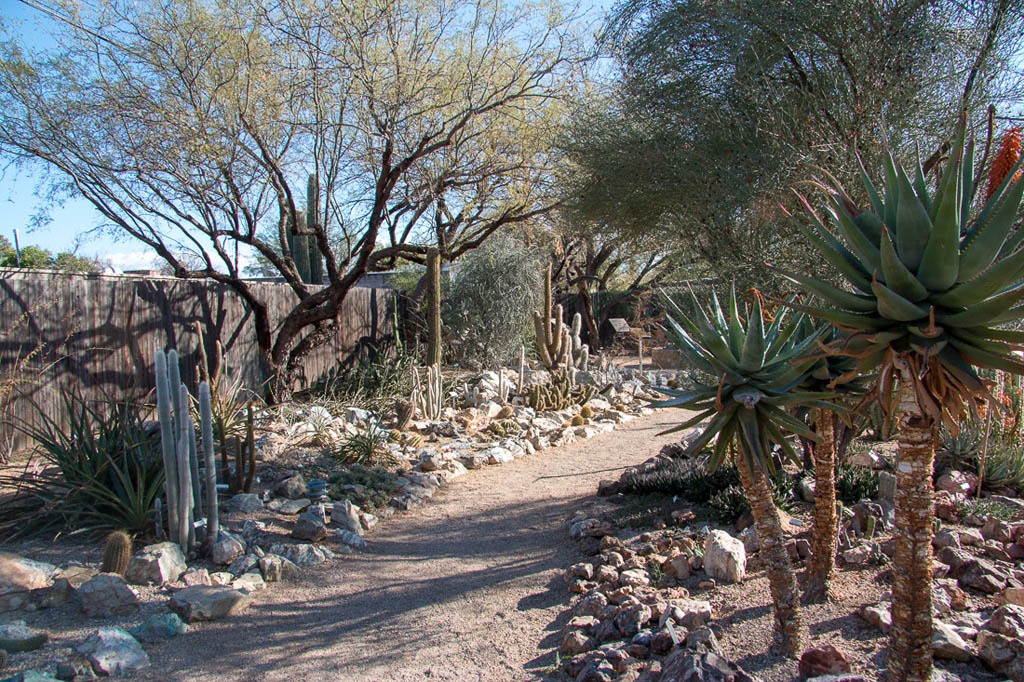 Cactus at Tucson Botanical Garden